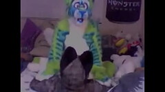 Azure coyote montando a Balto wolf Thumb