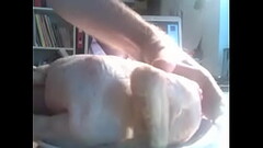 chicken masturbation , CHICKEN r., chicken sex Thumb